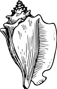 [conch shell]