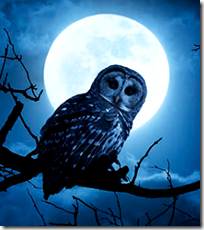 [owl at night]